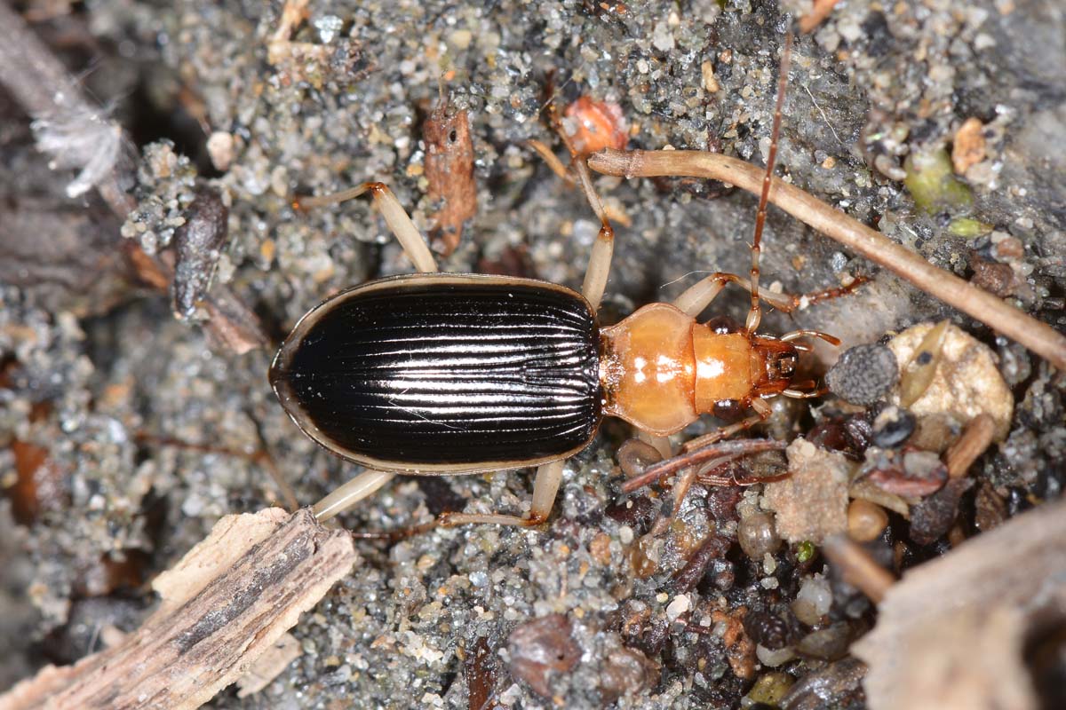 Avigliana, Lungo Dora: Carabidae lungo il fiume.